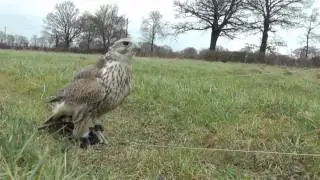 Gyr Saker Falcon 1st Flight