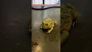Bug becomes Frog dinner in 1 Sec! #frogfunnies #shorts #frog