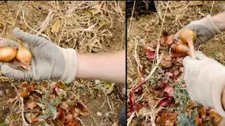 Onion Harvest Time 1 #onion#grape#pruning#agri#kesfet#4k#nature#fruit@ahmetmece1091@RENKLERVEZEVKLER