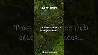 Healing Power of Trees: Discover How Phytoncides Boost Your Health 🌳🌿 #shorts #tree #healing
