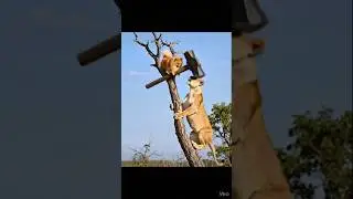 Splitz &eacute; muito brabo rsrs