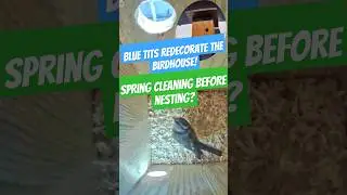 Blue Tit Pair Clears Out the @Bird_Hotel &ndash; Nesting Prep Begins! #birdwatching #BlueTit #birdhotel
