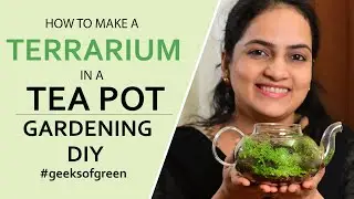 How to make a Terrarium in a Tea Pot| Gardening DIY