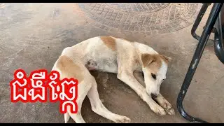 ជំងឺឆ្កែ (Dog Disease)