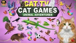 CAT TV | BEST 4K60FPS CAT GAMES FOR CATS TO WATCH | ULTIMATE ANIMAL MIX FOR FELINE FRIENDS 😻 8 HOURS