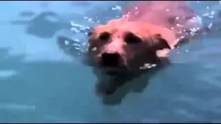 See how intelligent dolphins are