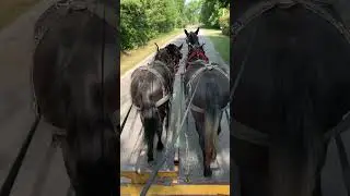 Paul V Smith mule and horse training