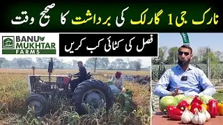 Right Time for Harvesting of Narc G1 Garlic Crop | Harvesting Mesaures | Banu Mukhtar Farms