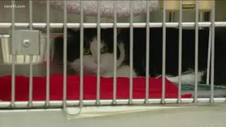 Animal Humane Society to temporarily pause services Nov. 1-7