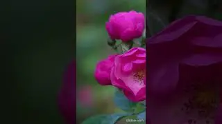 Земля смеётся цветами. | The earth laughs with flowers. &mdash; 3