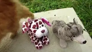 Webkinz Dog Package Video