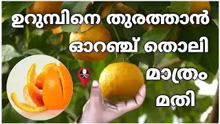 വളവും കീടനാശിനിയും ഓറഞ്ച് തൊലി കൊണ്ട് | Orange peel pesticide and fertilizer making | Prs krishi tip
