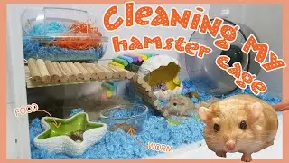 Cleaning and Setting Up my hamster cage / Fat tail gerbil
