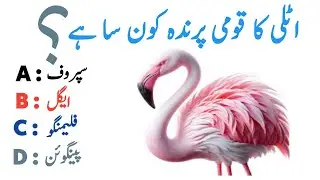 Tricky GK Questions || Mind Challenge In Urdu || General Knowledge || GK SHAKEEL