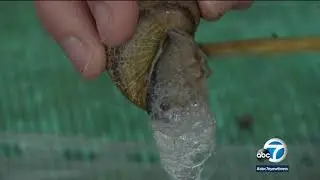 Soap made from snail slime? French farmer touts anti-aging product | ABC7