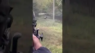 Elk bull down !!