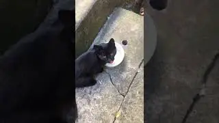 Kitten chooses to drink dirty rainwater instead of the clean water I poured for him #shorts
