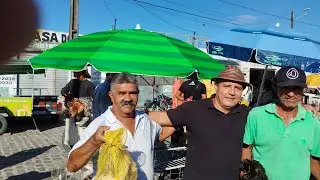 Feira de animais Parnamirim RN !