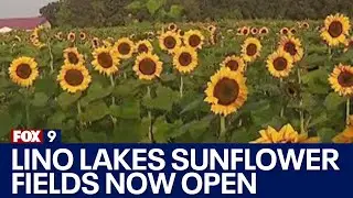 Lino Lakes sunflower fields now open through September