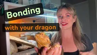 How to bond with your bearded dragon 