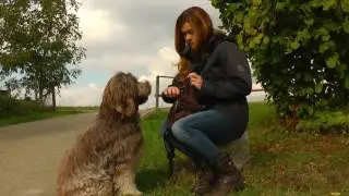 Hundeschule 