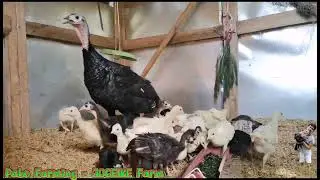Breeding Season - Pabo Poults and Pabo Breeders I JOCEIKE FARM I