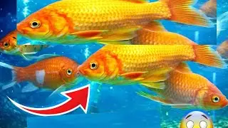 Beautiful Goldfish Swimming 🧡 | Relaxing Aquarium Scene!#viral #aquariumfish 
