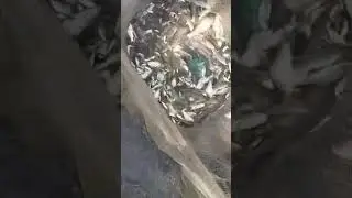 fish seed checking in pond #reels #fish #villagepond