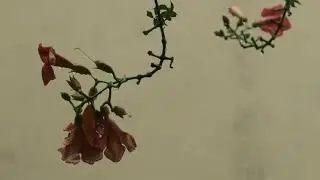 Gentle Rain on Cape Honeysuckle 🌺 | Relaxing Music for Sleep, Study & Calm