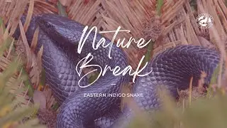 Nature Break: Eastern Indigo Snake