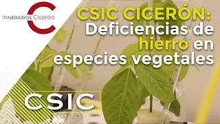 CSIC Cicerón 5.5 Deficiencia de hierro en especies vegetales