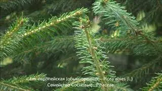 Ель европейская (обыкновенная).   Picea abies L.  фильм 22-й