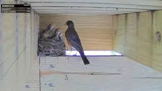🐦 ROBINS' NEST | LIVE BABY BIRD WATCHING 🐤