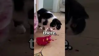 WOULD YOU Be Mad at these CATS 🤣 | Wholesome Moments