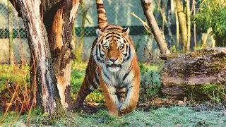 Tiger The King of the Wild Most Powerful Predator | Facts That Will Amaze You