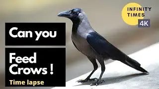 Crows | Crow feeding | Borella Colombo Sri lanka 2021 | Colombo 2021