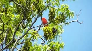 Summer Tanager singing