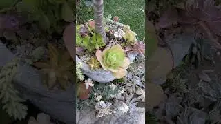 effective pot andscaping   #shorts