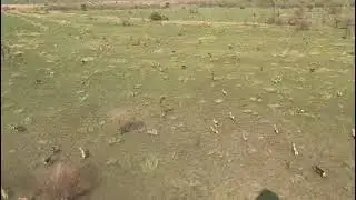 white-eared kob migratio in badingilo national park