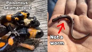 Crazy Salamander Searching in the Mountains! - Herping San Diego, California