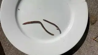 Invasive &lsquo;jumping worms&rsquo; damaging Michigan ecosystems