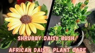 Shrubby Daisy bush|| African daisy || cape margarita|| demorphotheca plant care
