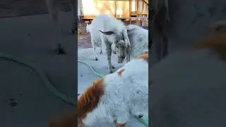 #asada #carbon #carne #cooking