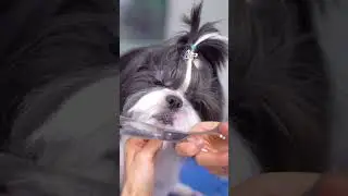 Black and white shih tzu grooming head! ✂️❤️🐶
