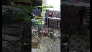 1 Februari 2026 #ayamserama #shortvideo #youtubeshorts #new #comedy #funny #viral #video #shorts
