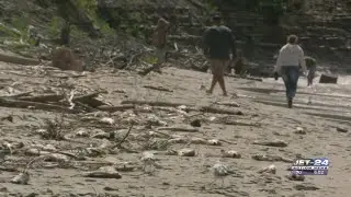 Hundreds of dead fish on Shades Beach sparks concerns