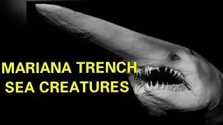 Everything about Mariana Trench : deepest part of the ocean