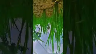 #farmer #raithukastalu #raithulu #farmerlife #greennutri #farming #agriculture #nature #air #india
