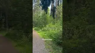 Phytoncides&hellip;chemical released by trees to help our immune system
