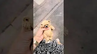 ❤️ вы можете создать такого своими руками! 😁🙌🏻❤️🧸 #kawaii #cute #handmade #teddybear